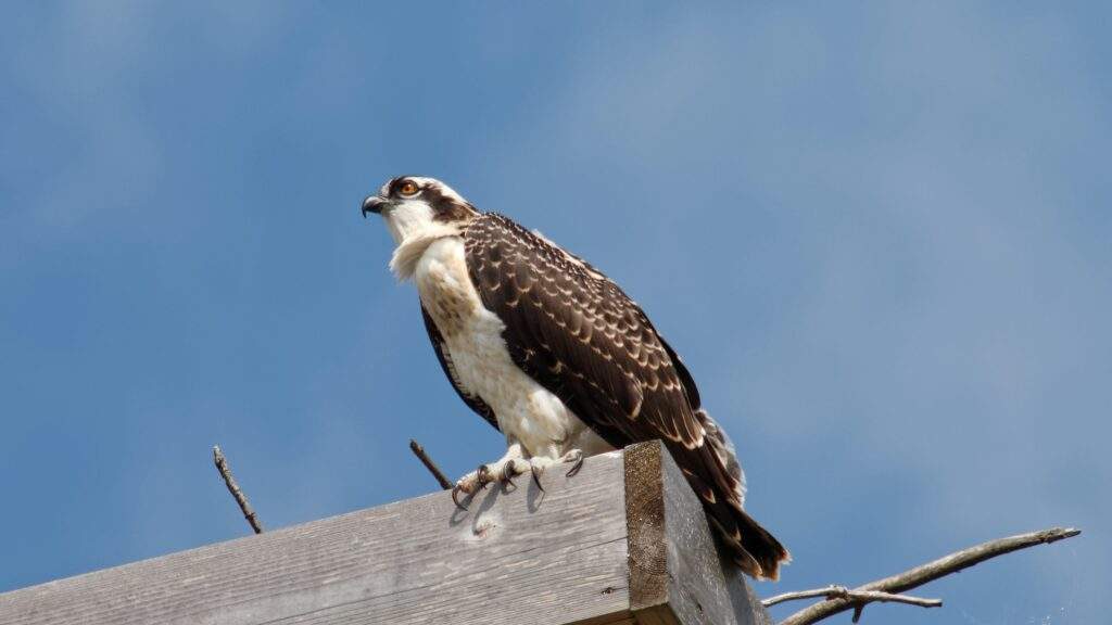Majestic Osprey